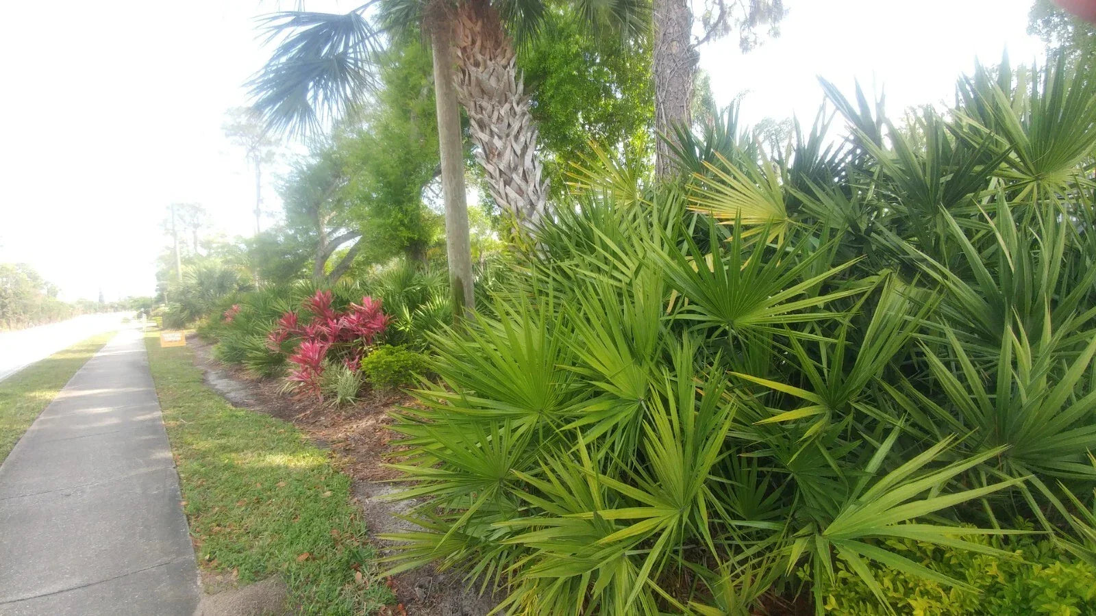 Florida Sabal Palmetto Palm Tree - 12-18 Inch Rooted Live Plant, Garden Palm, Tropical Landscape, Sabal palmetto