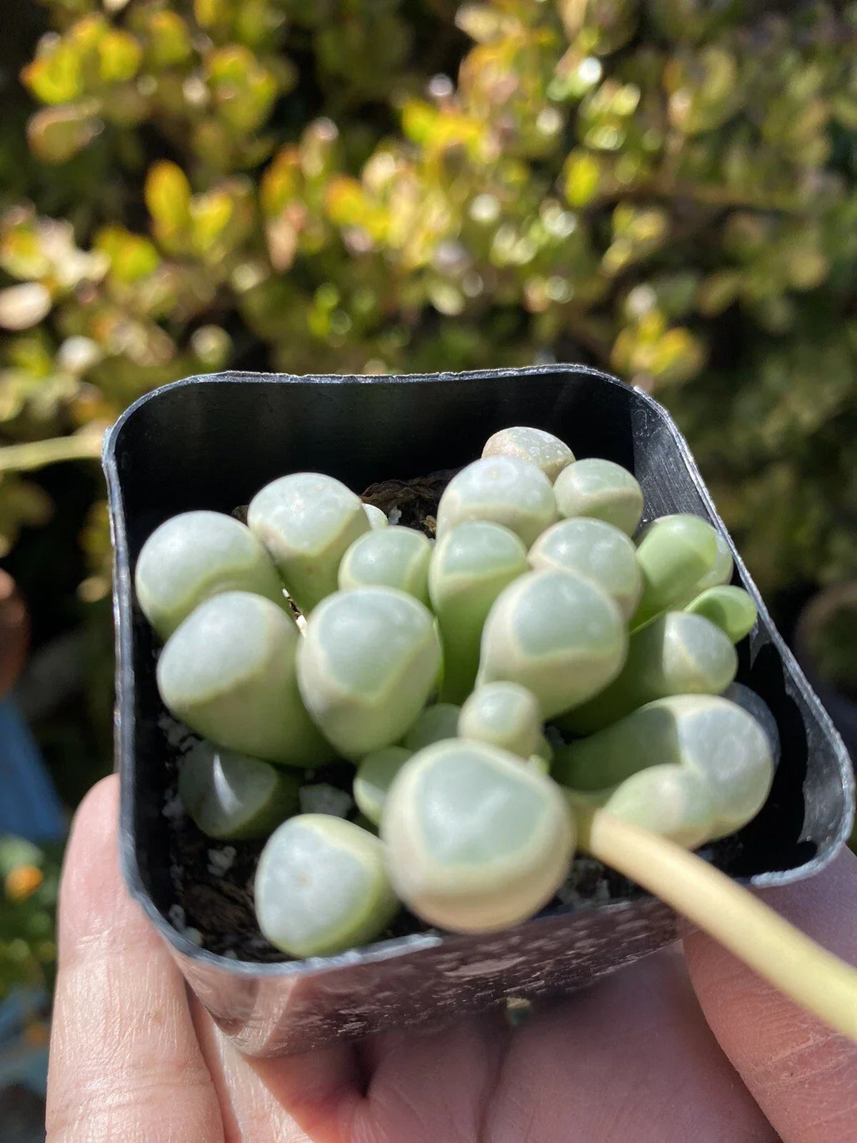 Fenestraria Aurantiaca Baby Toes Succulent Plant in 2" Pot, Unique Green and Yellow Foliage, Drought Tolerant, Indoor Plant