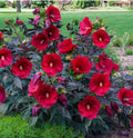 Hardy Hibiscus Starter Plant - Small Rooted Hibiscus moscheuto with Dark Foliage & Vibrant Flowers for Gardens & Containers