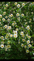 Scentless Mock Orange Cuttings 6-8" Philadelphus Inodorus - 3 Healthy Gardening Plant Clippings