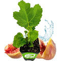 LSU Gold Fig Tree Live Plant - Ficus carica Edible Fruit-Bearing Fig