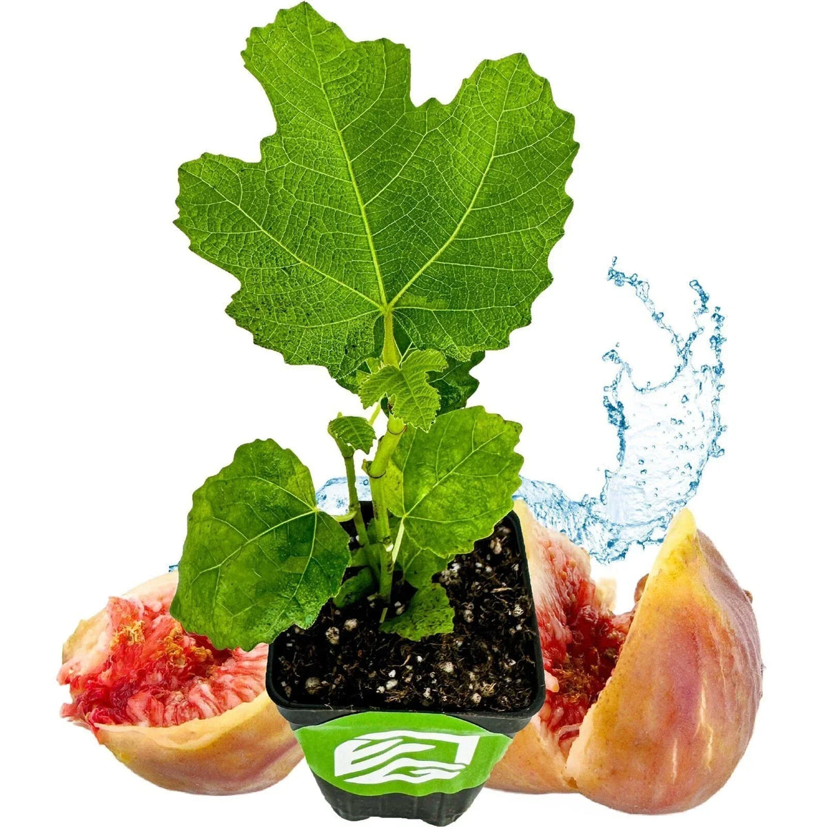 LSU Gold Fig Tree Live Plant - Ficus carica Edible Fruit-Bearing Fig