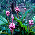 Pink Dwarf Banana Tree Seeds - Musa velutina, Rare, Fast Growing, Hardy Zone 7b, Compact, Perennial Fruit Plant, 10 Pack