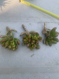 Crassula Ovata Gollum Compact Cuttings - 3 Live Ogres Ear Succulent Plants