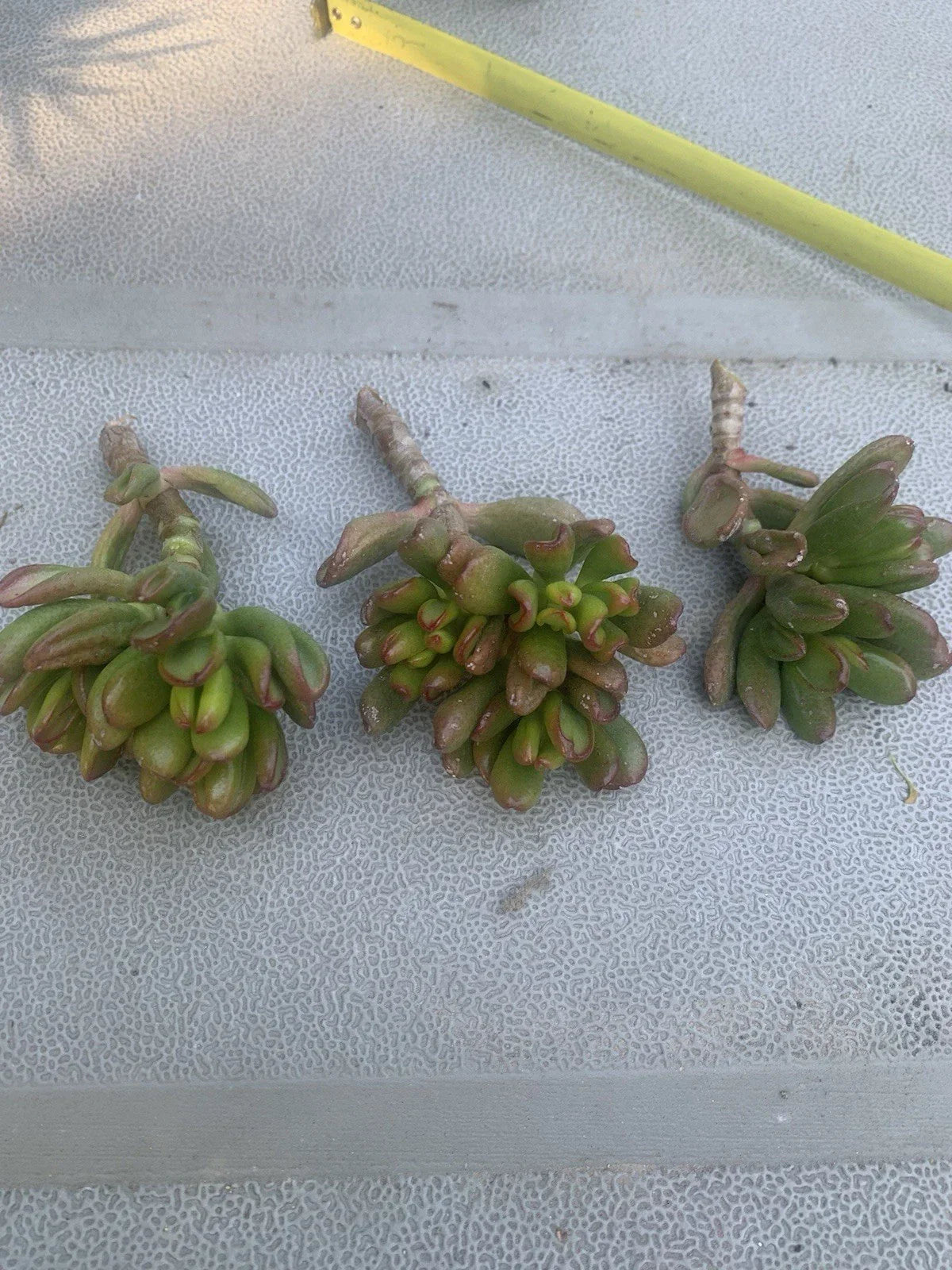 Crassula Ovata Gollum Compact Cuttings - 3 Live Ogres Ear Succulent Plants