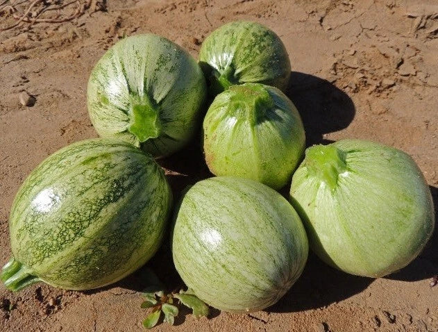Zucchini Seeds 200 Count Round Heirloom Summer Squash Cucurbita pepo for Casseroles & Gardening