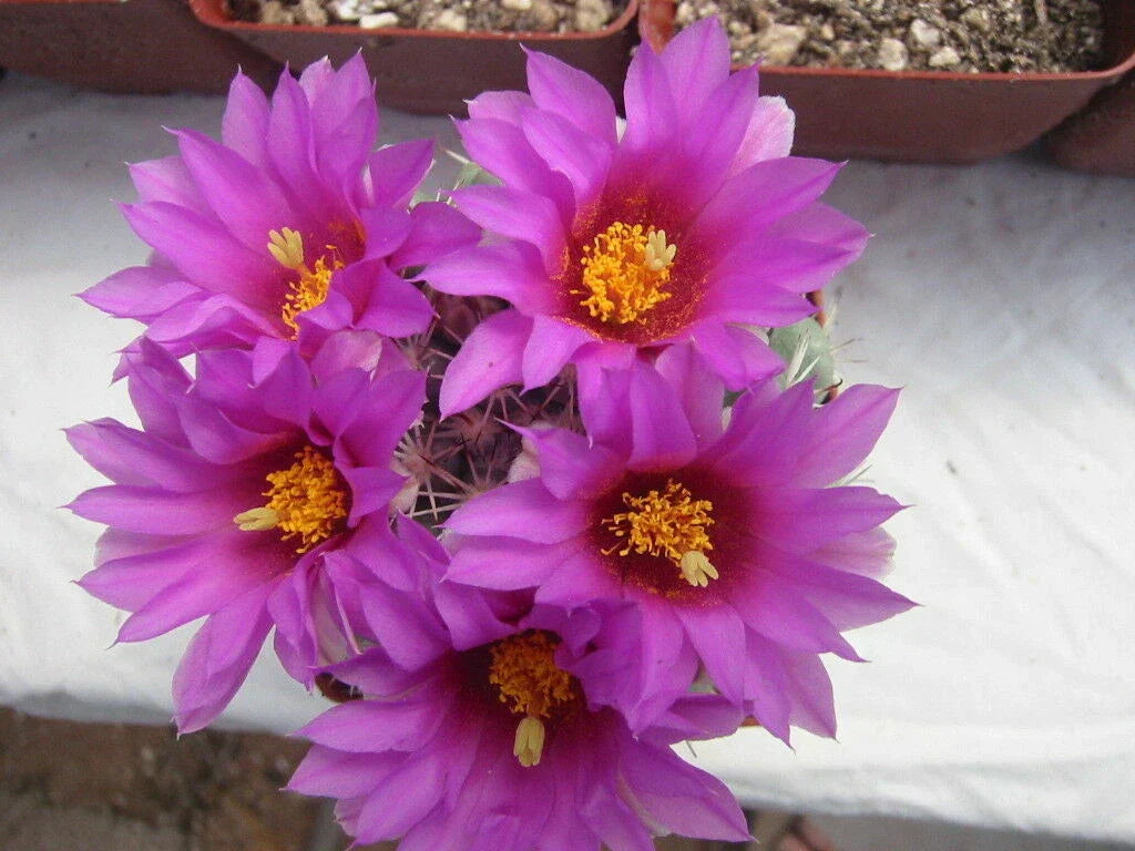 Thelocactus bicolor Cactus Plants - Blooming Size "Glory of Texas" 3 Pack - Easy Care Indoor Outdoor Succulents