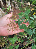Organic Butterfly Wing Plant Seeds - Christia Obcordata, Swallowtail, 10 Seeds for Gardening & Landscaping