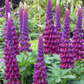 Masterpiece Lupine Seeds - 25 Perennial Flower Seeds for Borders & Pollinator Gardens - Lupinus polyphyllus