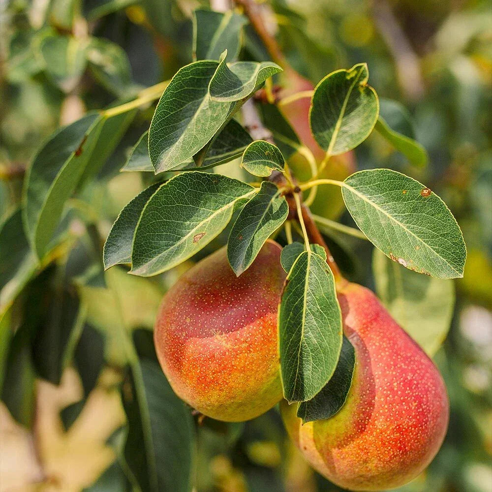 Forelle Pear Seeds - Edible Pyrus Pyrifolia Fruit Tree Seeds for Home Garden