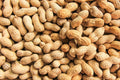 Peanut Seeds in Shell - 20 Count for Planting - Grow Your Own Arachis hypogaea - Garden, Outdoor, Vegetable Seeds