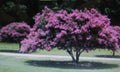 Crepe Myrtle Seeds - 20 Pack, Showy Pink, Purple, White, Red Flowers, Lagerstroemia indica, Drought-Tolerant, Ornamental Garden Plant