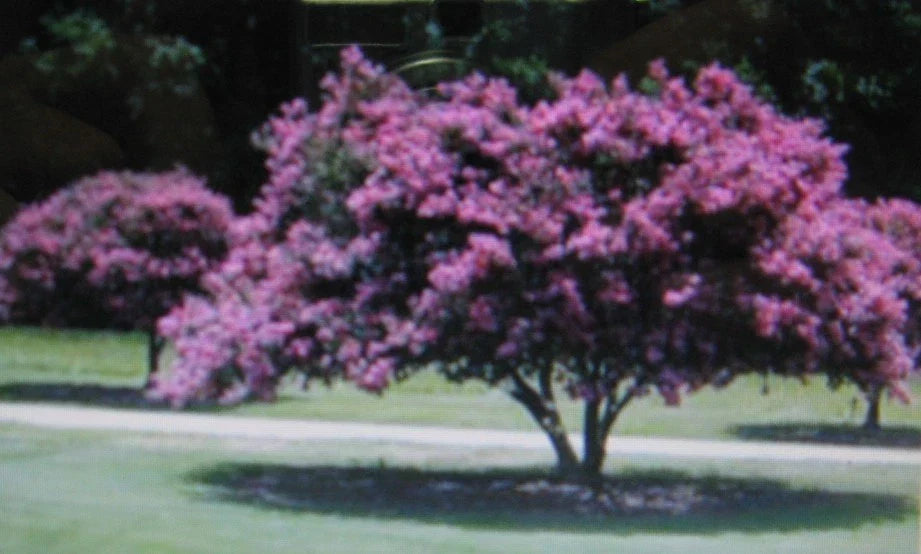 Crepe Myrtle Seeds - 20 Pack, Showy Pink, Purple, White, Red Flowers, Lagerstroemia indica, Drought-Tolerant, Ornamental Garden Plant