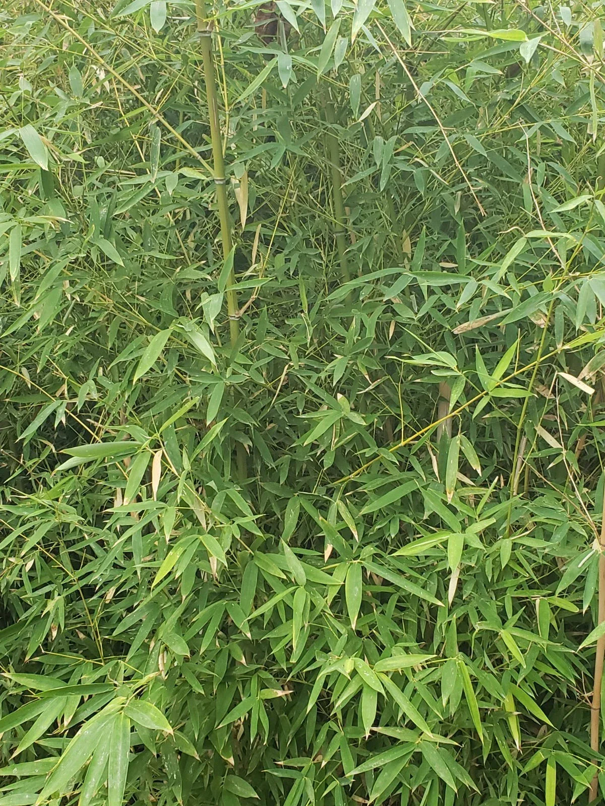 Live Bamboo Roots for Privacy Fencing & Landscaping – Erosion Control – Bambusoideae Roots for Garden Projects