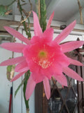 Epiphyllum Cutting 6-8" Padre Pink Unrooted Epiphyllum oxypetalum Plant for Indoor & Outdoor Gardens