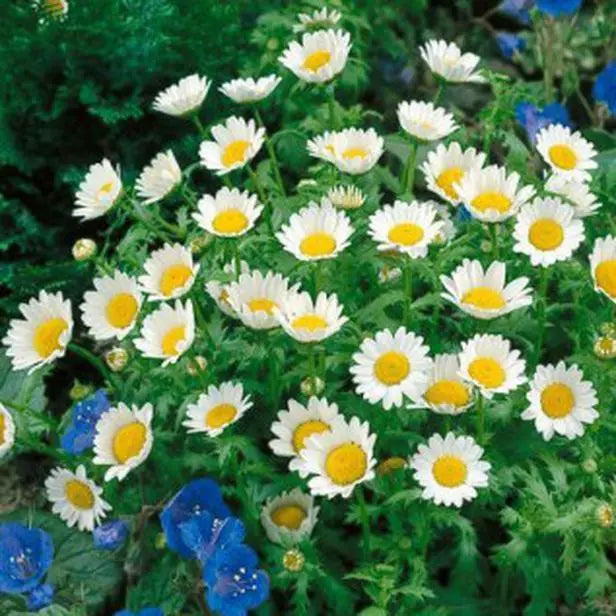 Creeping Daisy Seeds - Dwarf Ground Cover - Engelmannia peristenia - 215 Seeds for Gardens and Borders