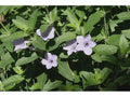 Ruellia humilis Hairy Wild Petunia Roots, Native Perennial Ground Cover, Drought-Tolerant, Butterfly Attracting, 12 Pack