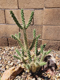 Cylindropuntia Imbricata Live Cactus Cutting - Tree Cholla Succulent - Drought Tolerant Native to New Mexico