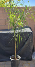 Queen Palm Tree Sapling - 5.5 Feet Tall, Syagrus romanzoffiana, Live Indoor Outdoor Tropical Plant