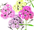 Pastel Phlox Drummondi Flower Seeds - Mix of Pink, Salmon, Yellow, Rose - Hardy Annuals for Garden Planting