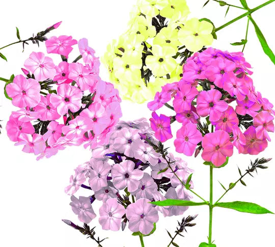 Pastel Phlox Drummondi Flower Seeds - Mix of Pink, Salmon, Yellow, Rose - Hardy Annuals for Garden Planting