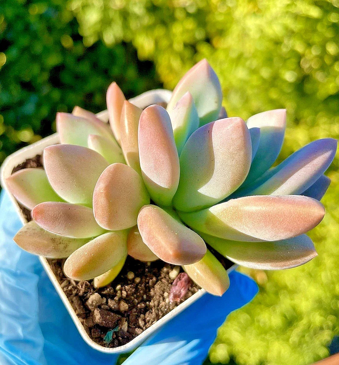 Rare Graptoveria Opalina Succulent Plant - 2.5-Inch Fully Rooted Live Plant, Low-Maintenance, Rosette, Pastel Colors, Indoor Outdoor