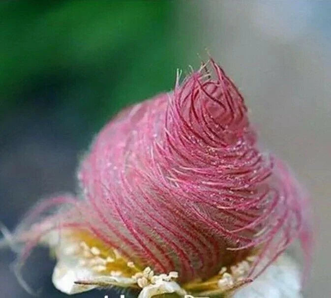 Prairie Smoke Seeds - 40 Rare Flower Seeds for Bonsai - Geum triflorum - Native Perennial for Indoor & Outdoor Gardens