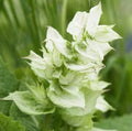 Clary Sage Flower Seeds 100 Pack White Swan Salvia sclarea for Garden, Pollinator Attracting, Dried Floral, Full Sun