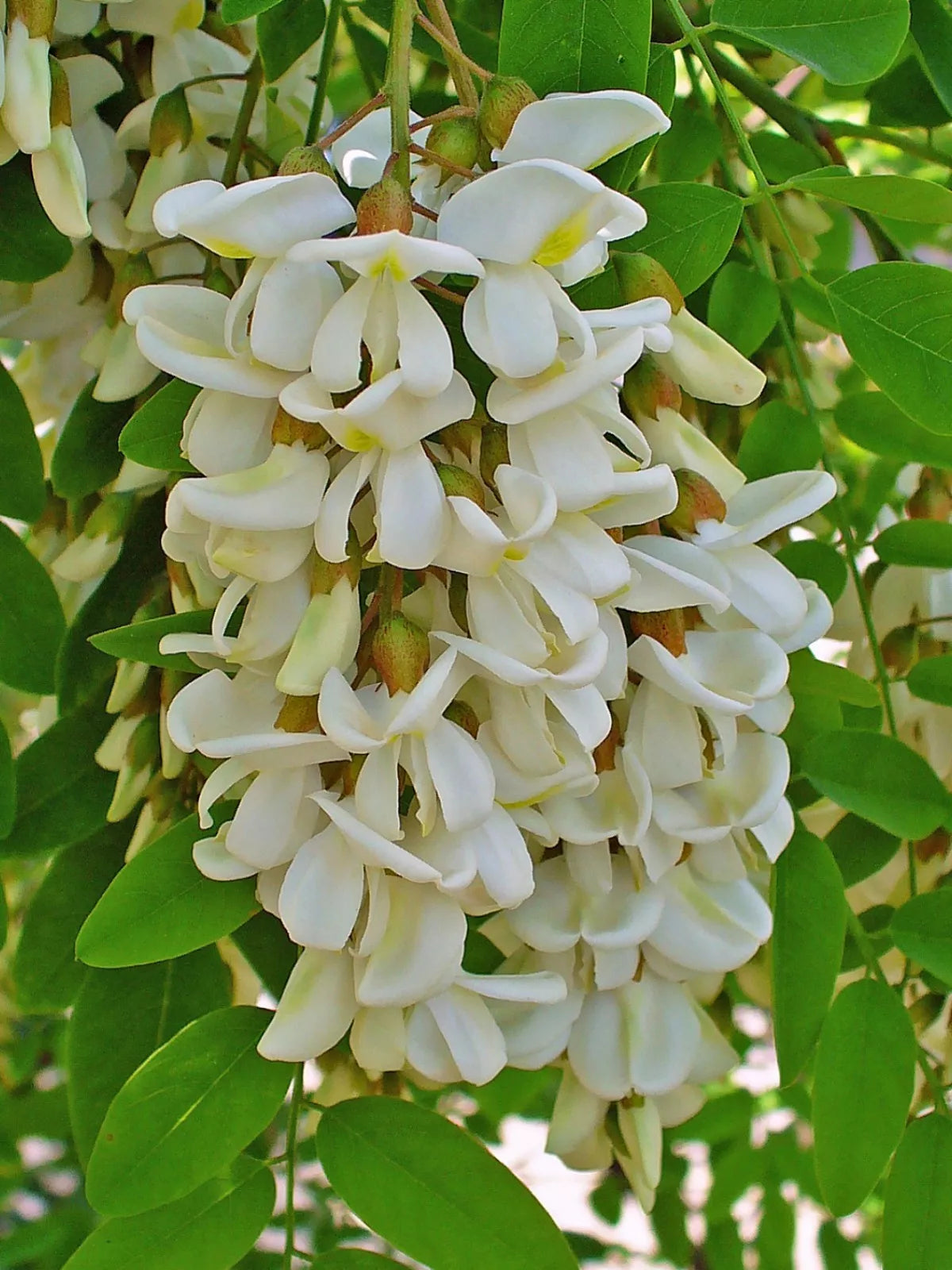 Black Locust Seeds 50 Count Robinia pseudoacacia Drought-Tolerant Fast-Growing Tree Seeds for Landscaping