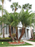 Senegal Hybrid Date Palm Tree Potted Plant, Phoenix Reclinata, 14-18 Inches Tall, Indoor & Outdoor Tropical Foliage
