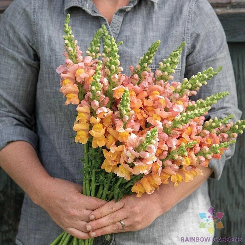 Snapdragon Seeds - 1000+ Cannes Light Bronze Antirrhinum majus for Garden Planting, Annual Flowers, Pollinator Attracting Seeds