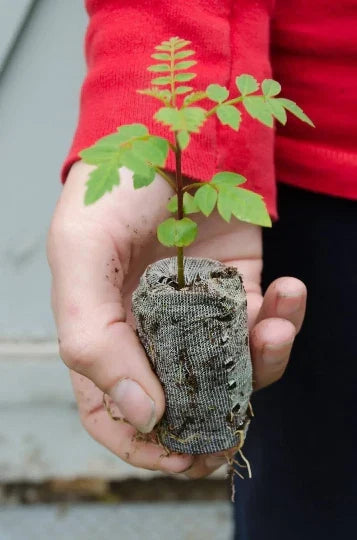 Blue Jacaranda Starter Plugs | Jacaranda mimosifolia | Fast-Growing Flowering Tree for Gardens & Landscapes