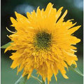 Double Quick Sunflower Seeds - Perennial Bright Yellow Blooms - Helianthus annuus - 25 Pack for Garden Borders & Cut Flowers