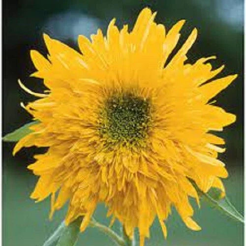 Double Quick Sunflower Seeds - Perennial Bright Yellow Blooms - Helianthus annuus - 25 Pack for Garden Borders & Cut Flowers