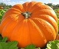 Dills Atlantic Giant Pumpkin Seeds - Non-GMO Heirloom Garden Seeds for Large Sprawling Vines - Cucurbita maxima