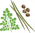 Organic Moringa Seeds PKM1 Variety - Malunggay Shobhanjana Miracle Tree for Fast Growth and Nutritional Benefits
