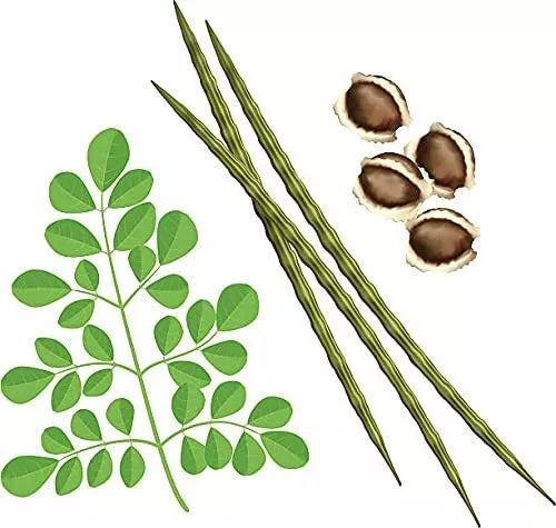 Organic Moringa Seeds PKM1 Variety - Malunggay Shobhanjana Miracle Tree for Fast Growth and Nutritional Benefits