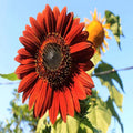 Velvet Queen Sunflower Seeds - Organic 50 Pack - Helianthus annuus - Dark Red Flowers, Attracts Pollinators, USA Grown