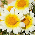 Garland Daisy Flower Seeds - 300+ Bellis perennis Seeds for Garden, Culinary, and Herbal Uses