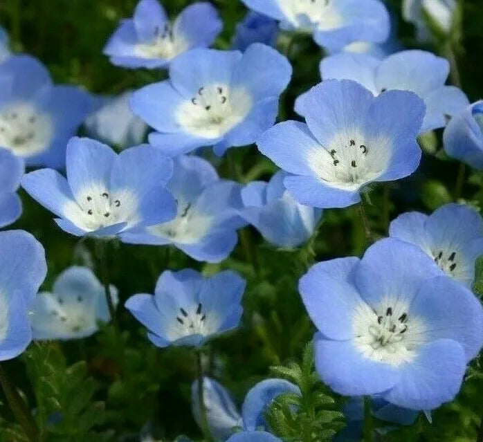 Baby Blue Eyes Seeds - 300+ Annual Flower Seeds for Bees & Butterflies, Nemophila menziesii, Garden Plant, Wildflower, Easy to Grow