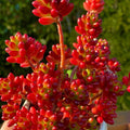 Sedum Rubrotinctum Jelly Bean Cutting - Rare Live Succulent Unrooted Plant for Indoor & Outdoor Gardens