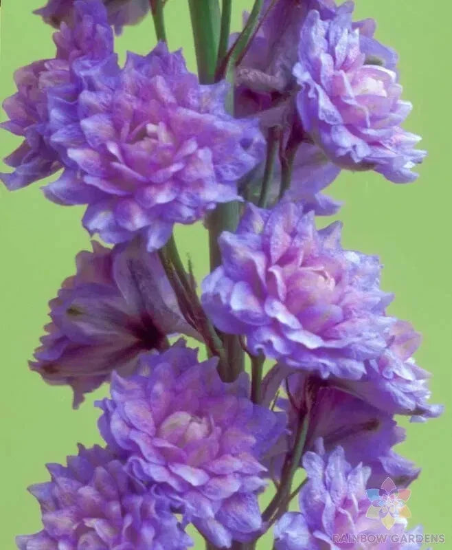 Highlander Blueberry Pie Delphinium Seeds - 200+ Blue Flowers for Garden, Delphinium elatum, Easy to Grow, Attracts Pollinators