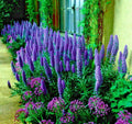 Pride of Madeira Flower Seeds - Blue Tower of Jewels - Echium fastuosum - Pollinator Garden Seeds for Bees & Butterflies