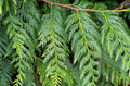 Western Red Cedar Seedling 9–12 Inches Bare Root Thuja plicata Evergreen Tree for Landscaping and Privacy