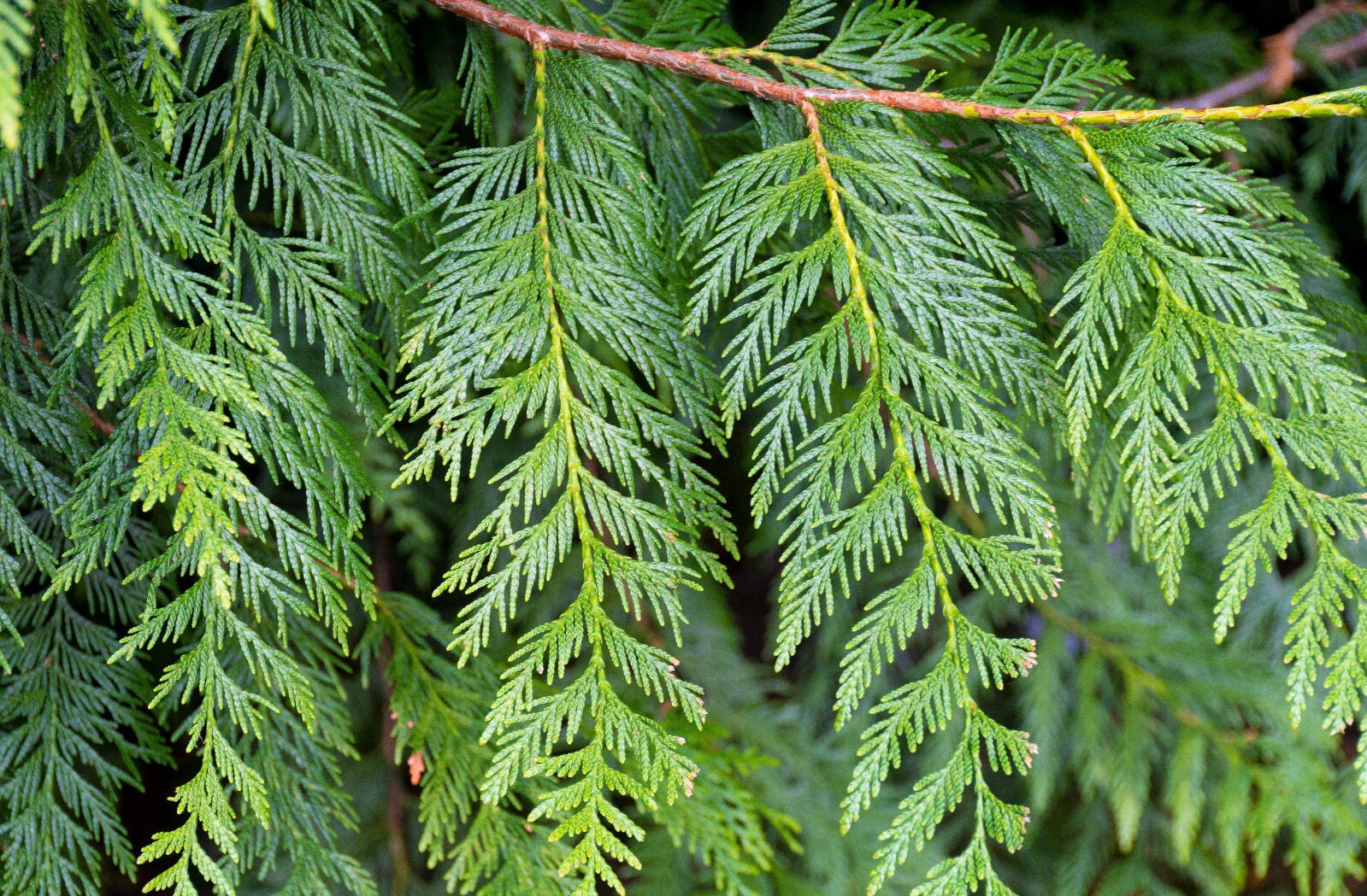 Western Red Cedar Seedling 9–12 Inches Bare Root Thuja plicata Evergreen Tree for Landscaping and Privacy