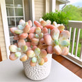 Rare Succulent Plants 3-Inch Bare Root | Easy-Care Indoor & Outdoor Echeveria Varieties | Low Maintenance Live Succulents