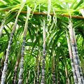Purple Sugarcane Cuttings Set of 20 Stalks for Planting Propagation - Saccharum officinarum