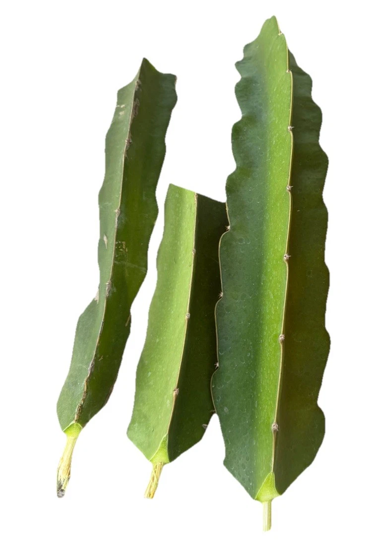Vietnam White Dragon Fruit Cuttings 3 Pack Hylocereus undatus Climbing Cactus for Planting & Propagation