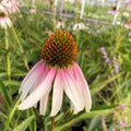 Echinacea ‘Pretty Parasols’ Live Starter Plant – Bi-Color Coneflower, Drought-Tolerant Perennial, Pollinator Magnet, Hardy Daisy