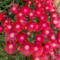 Delosperma ‘Jewel of Desert Garnet’ Ice Plant – Drought-Tolerant Succulent Groundcover, Cold-Hardy Perennial Bareroot Starter Plant